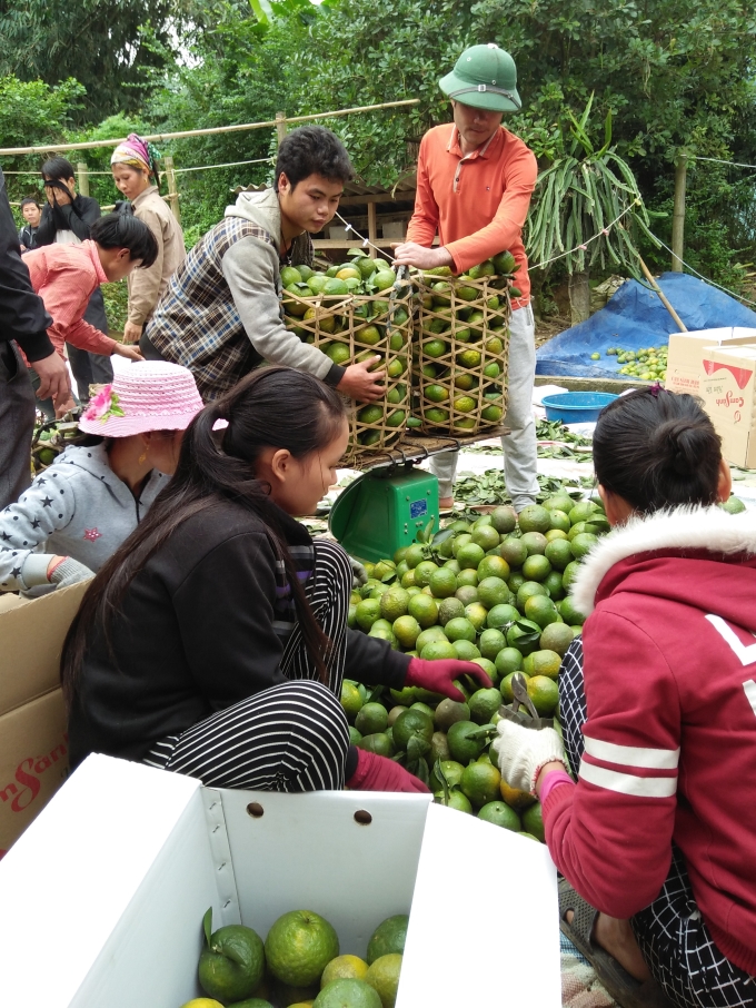 Thu hoạch cam đầu vụ ở huyện Hàm Yên - Tuyên Quang